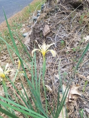 Bowltube iris (Iris macrosiphon)