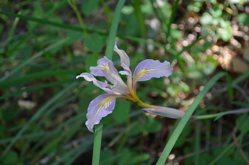 Bowltube iris (Iris macrosiphon)