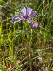 Bowltube iris (Iris macrosiphon)