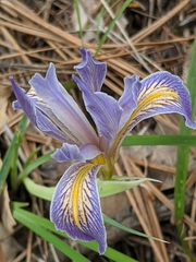 Bowltube iris (Iris macrosiphon)