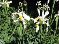 Yellowband iris (Iris orientalis)