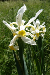 Yellowband iris (Iris orientalis)