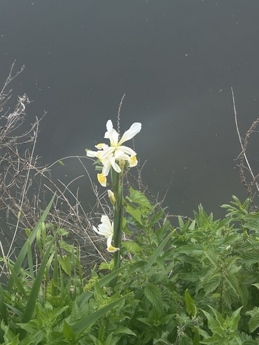 Yellowband iris (Iris orientalis)