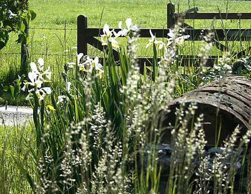 Yellowband iris: Iris at Overcourt Farm Iris is from the Greek word for rainbow, reflecting their many colours. These white beauties were growing beside a pond at the farm entra