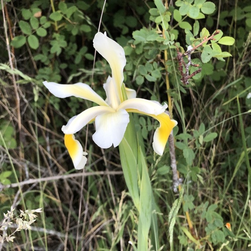 Yellowband iris (Iris orientalis)
