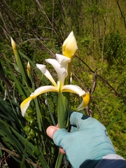 Yellowband iris (Iris orientalis)