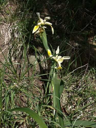 Yellowband iris (Iris orientalis)