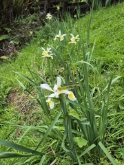 Yellowband iris (Iris orientalis)