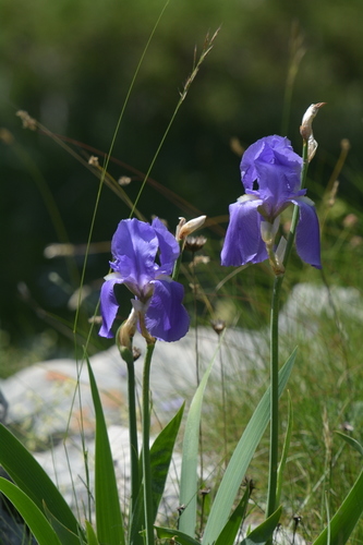 Sweet iris (Iris pallida)