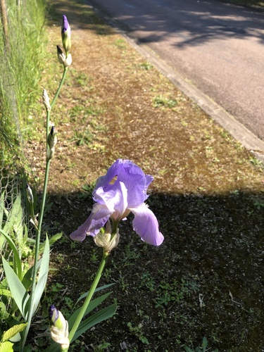 Sweet iris (Iris pallida)