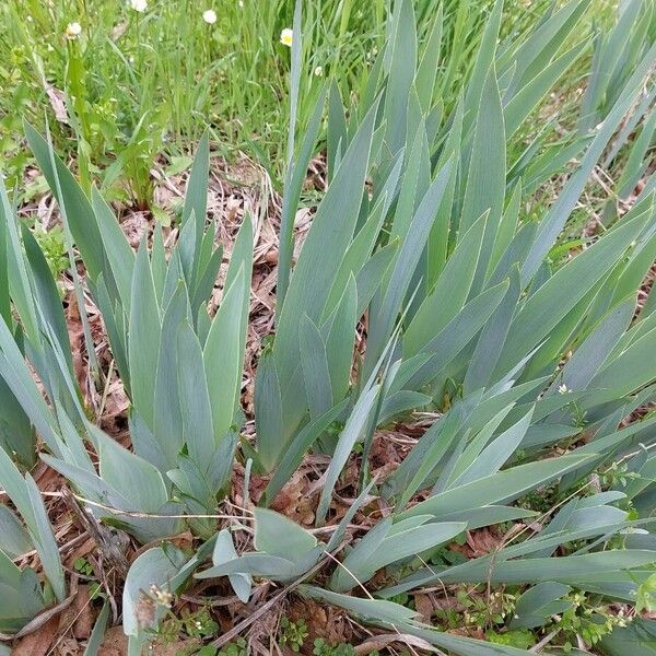 Sweet iris (Iris pallida)