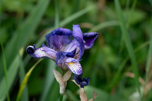 Sweet iris (Iris pallida)