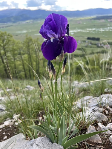 Sweet iris (Iris pallida)