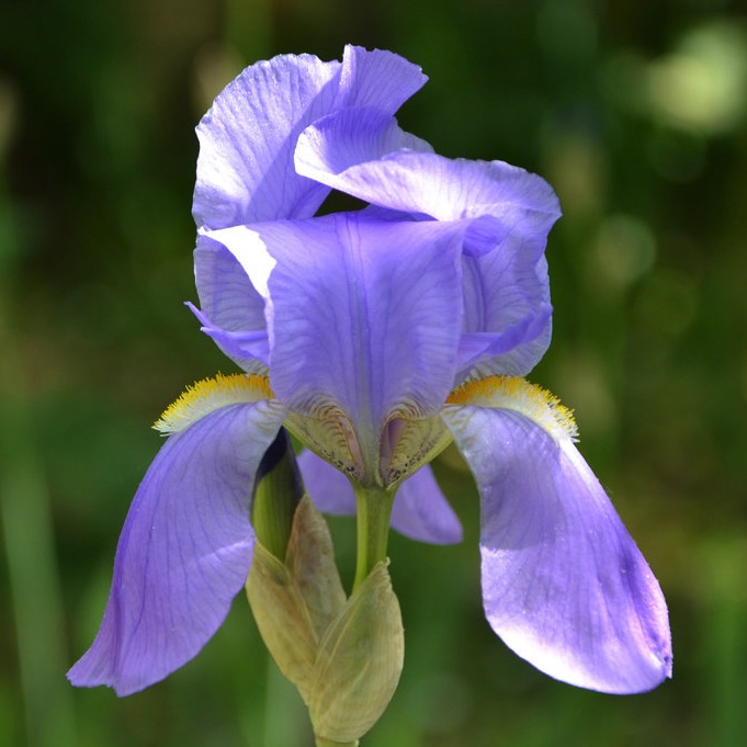 Sweet iris: Iris pallida, flower