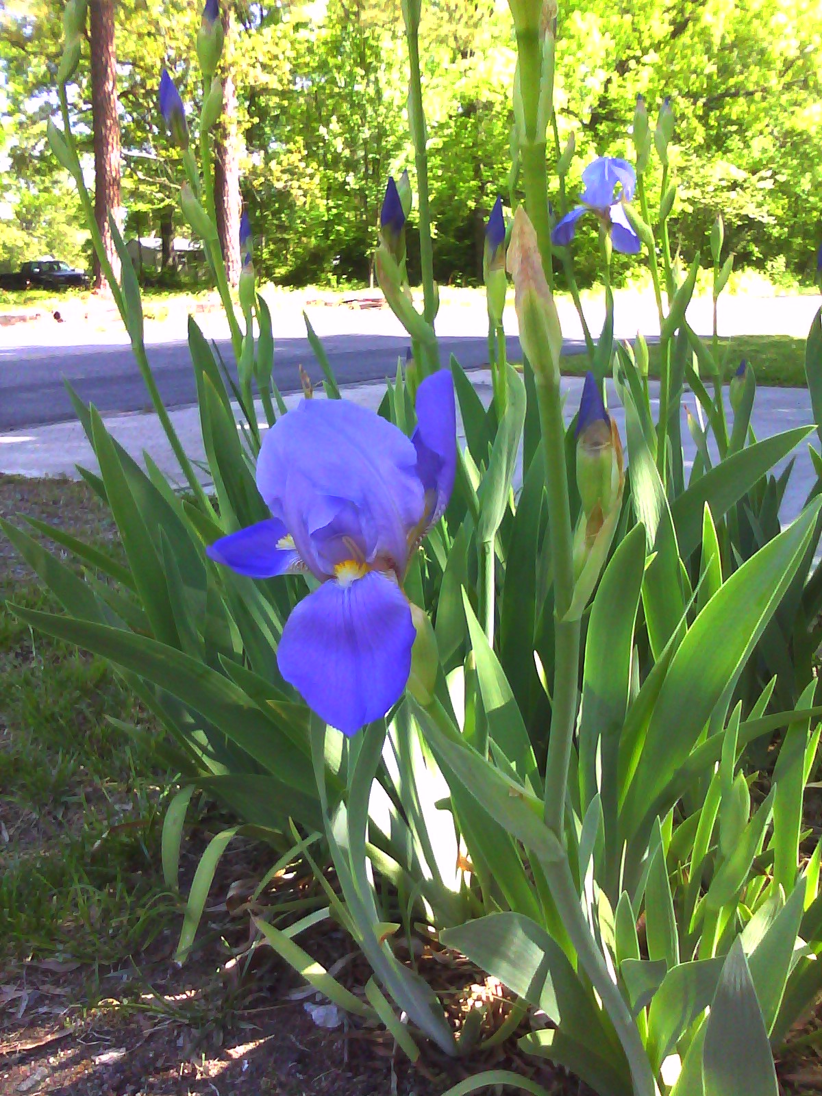 Sweet iris: Iris Blooming
