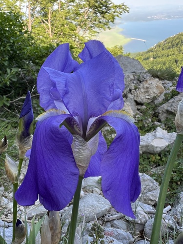 Sweet iris (Iris pallida)