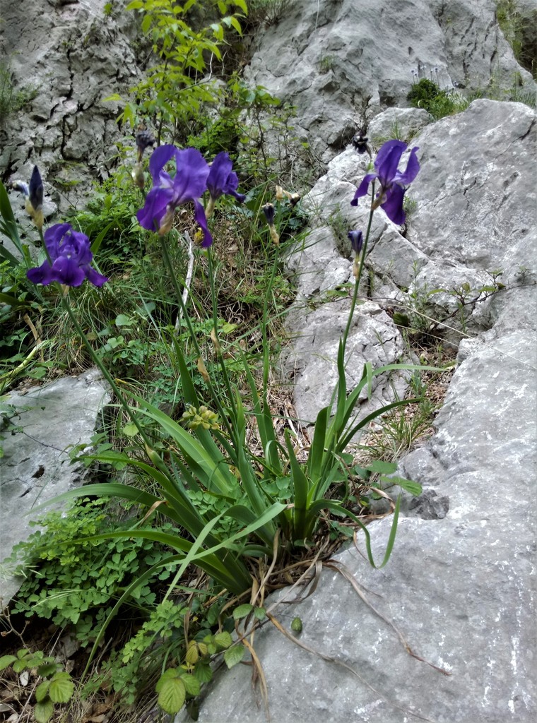 Sweet iris (Iris pallida)
