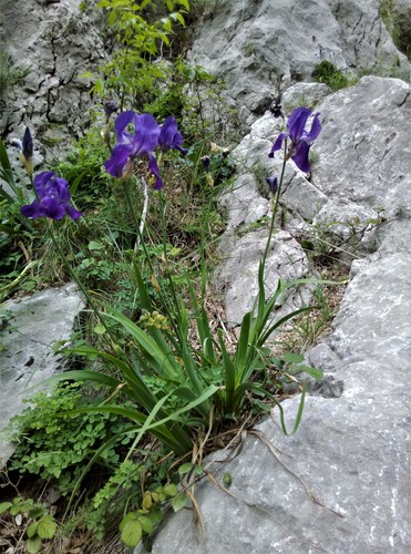 Sweet iris (Iris pallida)