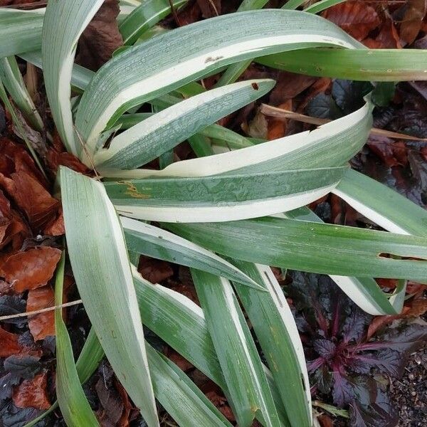 Sweet iris (Iris pallida)