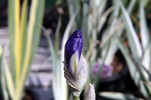 Sweet iris: Location taken: Behnke Nurseries, Potomac MD USA. Names: Iris pallida 'Argentea Variegata' , Dalmatian Iris, Sweet Iris, Tall Bearded Iri Classification: Planta