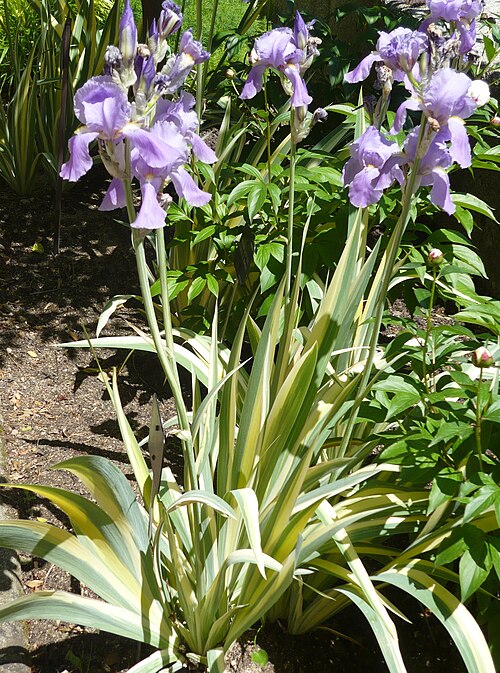 Sweet iris: Iris pallida 'Variegata' (= 'Aureo-Variegata'). Real Jardín Botánico de Madrid .