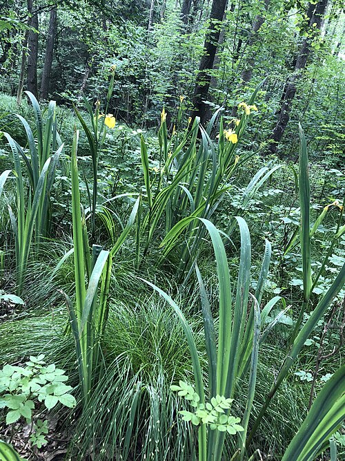 Yellow iris: Die Pflanze Iris wächst auf feuchtem Boden und durch Bäume verursachten Schatten mit wenig Licht.