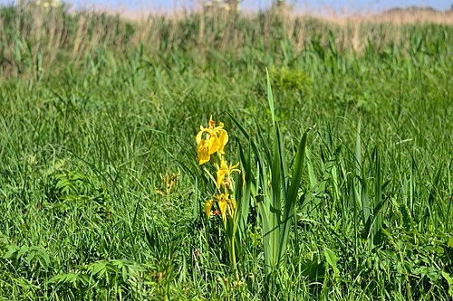 Yellow iris: « Чаруків » - заказник орнітологічний (Волинська область, Луцький р-н, с. Чаруків . ВАТ «Волиньрибгосп», Чаруківська сільська рада. Площа 375 га) - півники боло