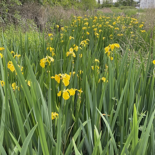 Yellow iris (Iris pseudacorus)