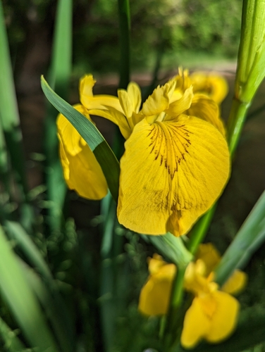 Yellow iris (Iris pseudacorus)