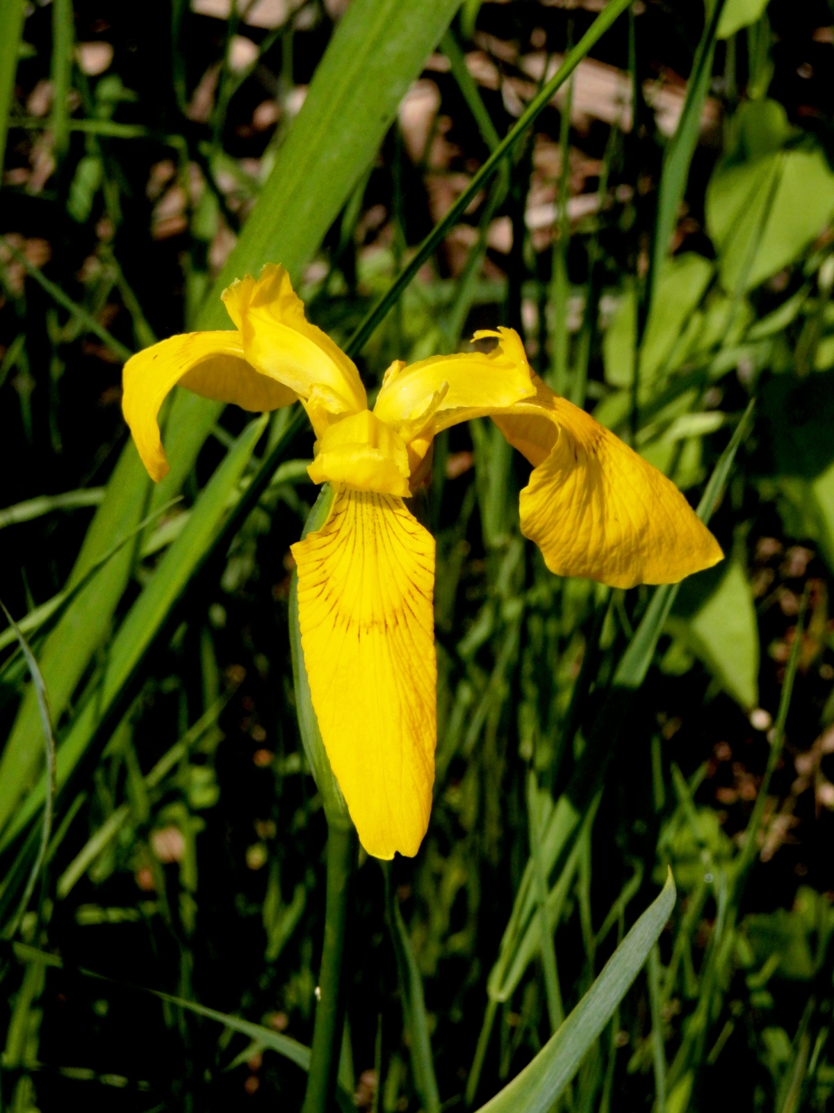 Yellow iris: This is a photo of a natural heritage site in Bulgaria, id: