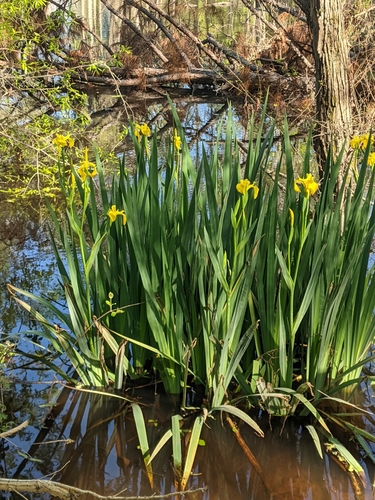 Yellow iris (Iris pseudacorus)