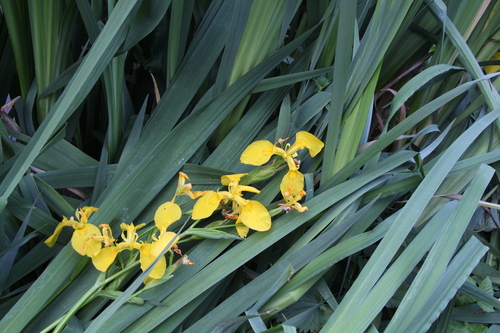 Yellow iris (Iris pseudacorus)