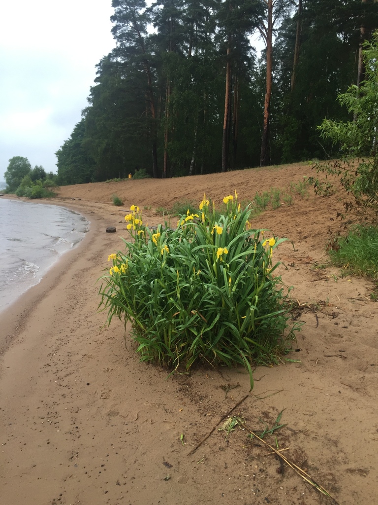 Yellow iris (Iris pseudacorus)