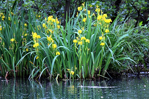 Yellow iris: 20160522 032 Kessel Weerdbeemden Gele lis Iris pseudacorus