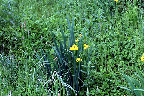 Yellow iris: 20160522 002 Kessel Weerdbeemden Gele lis Iris pseudacorus