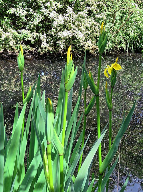 Yellow iris: Iris pseudacorus (aka: yellow flag; yellow iris; water flag; lever) at the edge of a pond at the east from Hatfield Forest , at the north of the civil parish of