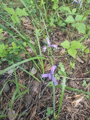 Iris ruthenica (Iris ruthenica)