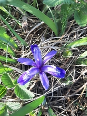 Iris ruthenica (Iris ruthenica)