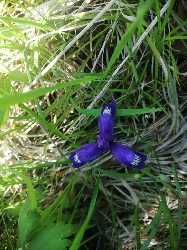 Iris ruthenica (Iris ruthenica)