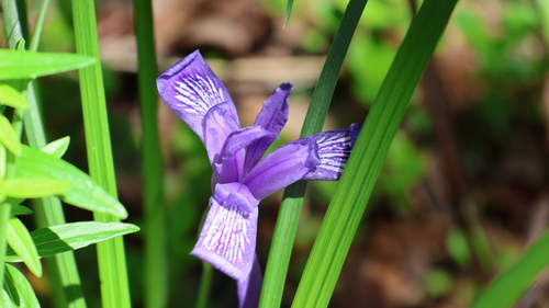 Iris ruthenica (Iris ruthenica)