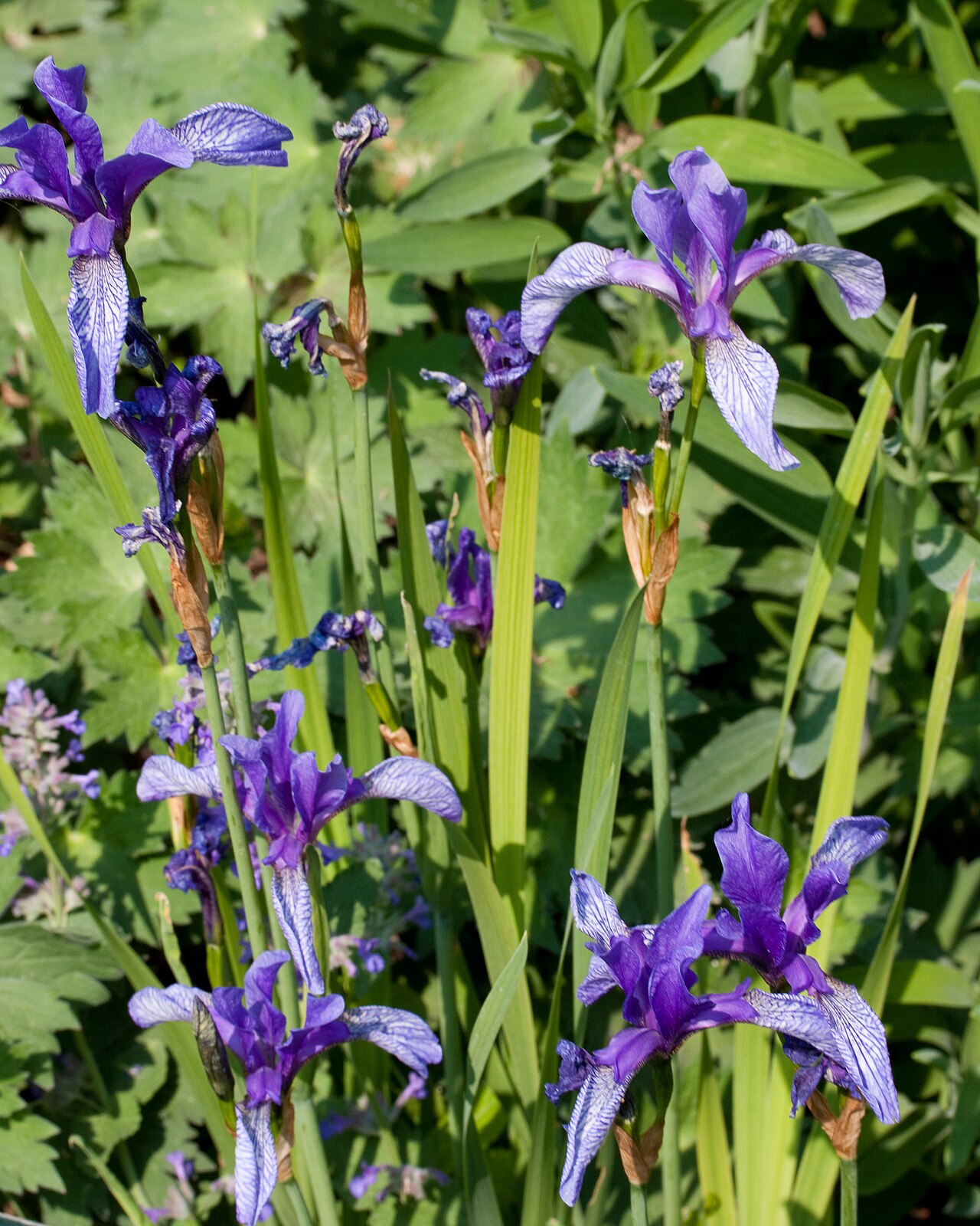 Iris ruthenica: - Jardin des Plantes - Paris