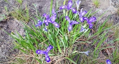 Iris ruthenica (Iris ruthenica)
