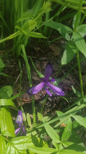 Iris ruthenica (Iris ruthenica)