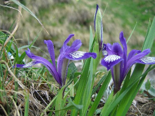 Iris ruthenica: foto Iulian Hopulele