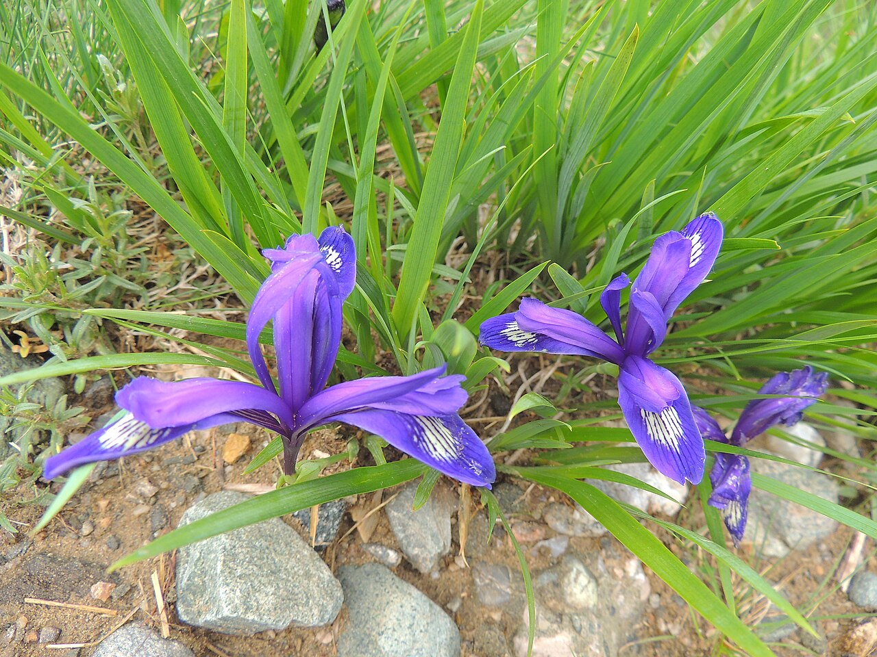 Iris ruthenica: russian iris/hungarian iris Siebenbürger Gras-Schwertlilie stânjenel mic de munte