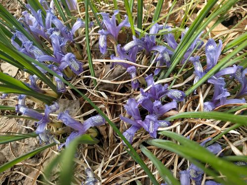 Iris ruthenica (Iris ruthenica)