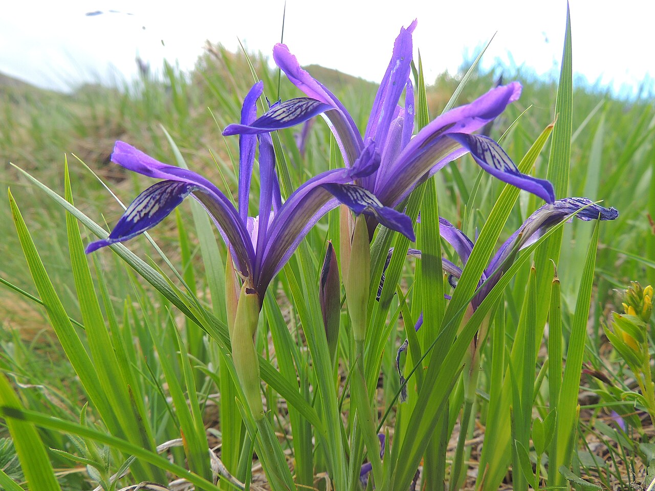 Iris ruthenica: russian iris/hungarian iris Siebenbürger Gras-Schwertlilie stânjenel mic de munte