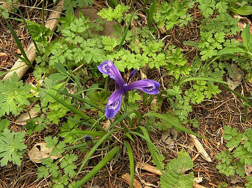 Iris ruthenica: Tian Shan Mountains, eastern Kyrgyzstan. May 2008.