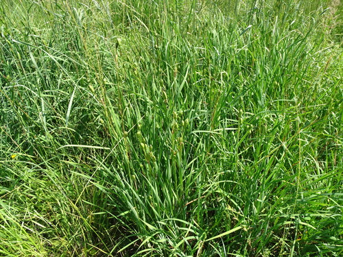 Siberian iris (Iris sibirica)