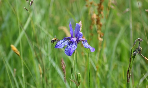 Siberian iris (Iris sibirica)